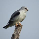 Black-winged Kite / Elanion blanc, Saint Louis (B. Piot)