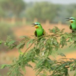 Blue-cheeked Bee-eater / Guepier perse, Gamadji Sare (B. Piot)