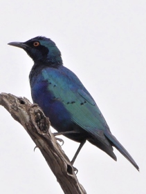 Lesser Blue-eared Starling Choucador de Swainson (Dimitri Dagorne)