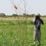 Birding Gamadji Sare with VIeux (B. Piot)