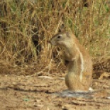 African Ground Squirrel / Ecureuil fouisseur, Oct. 2018 (B. Piot)