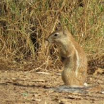 African Ground Squirrel / Ecureuil fouisseur, Oct. 2018 (B. Piot)