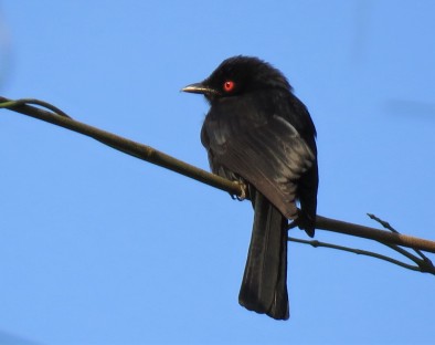 Western Square-tailed Drongo / Drongo occidental