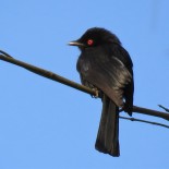 Western Square-tailed Drongo / Drongo occidental, Tionck-Essil, Jan. 2019 (B. Piot)