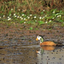 African Pygmy-Goose / Anserelle naine (B. Piot)