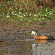 African Pygmy-Goose / Anserelle naine (B. Piot)