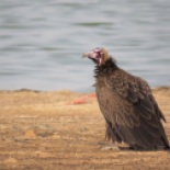 Hooded Vulture / Vautour charognard, Technopole (B. Piot)