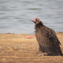 Hooded Vulture / Vautour charognard, Technopole (B. Piot)